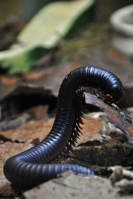  African Giant Millipede: A Curious Creature with an Impressive Number of Legs!