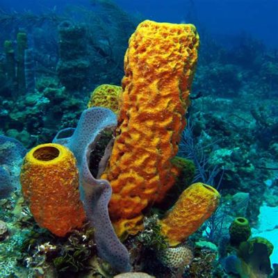  Astroclava!  A Curious Deep-Sea Sponge Living As A Filter Feeder And Thriving In Ancient Ocean Environments