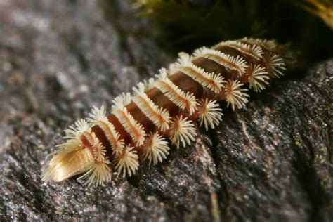  Bristle Millipede: Can This Miniature Armored Knight Conquer Your Fears of Creepy Crawlies?