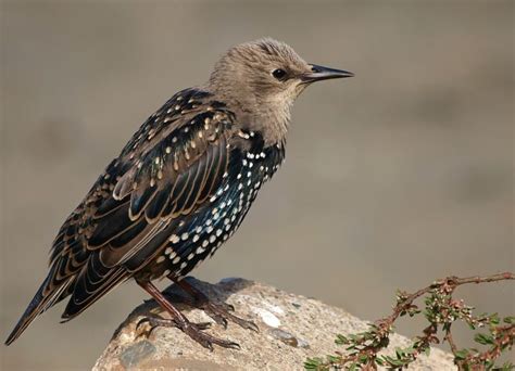  Cá Nh Starling: Một Vua Biển Sống Xám Trong Lớn Mà Luôn Lắng Nghe