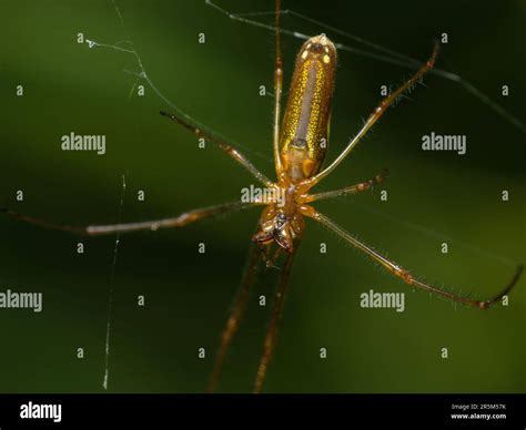  Didascalus!  Learn About the Spectacular Weaver With Its Intricate Web Designs