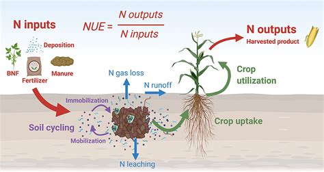  Echinostelium: Tìm Kiếm Sự Cân Bằng Giữa Vật Liệu Di Chuyển Và Hiệu Quả Sinh Trưởng