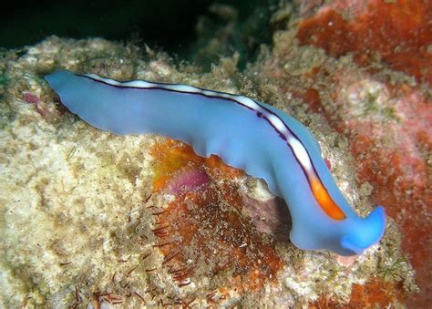  Free-Living Flatworm: A Tiny Creature That Swims and Hunts With Sticky Tentacles!