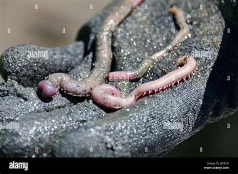  Glycera dibranchiata: The Carnivorous Wanderer With Striking Red-Orange Pigmentation That Thrives in Muddy Coastlines