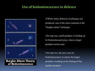  Heteromastix! A Microscopic Marvel Exhibiting Bioluminescence and Predatory Behavior