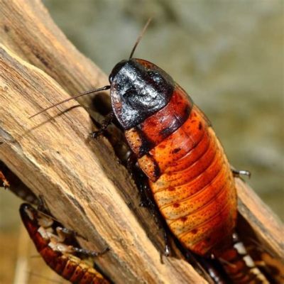  Hissing Cockroach!  A Look into the World of These Buzzworthy Armored Wonders