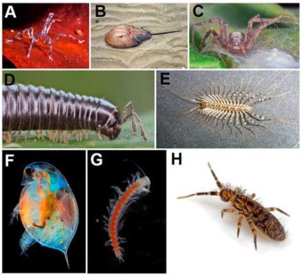  Immaturus!  A Myriapod With An Appetite For Decomposition And A Love For Lurking