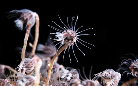  Jäderella!  A Colonial Hydrozoan With Exquisite Beauty Hiding In Plain Sight!