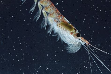  Krill! Những Con Giáp Xanh Biếc Thuộc Loài Sinh Vật Plankton Lớn Nhất Trên Trái Đất