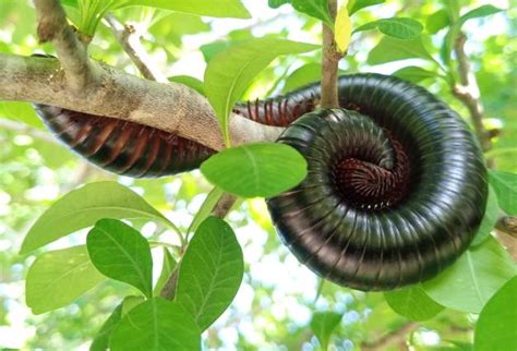  Lophoprocte: The Many-Legged Marvel With Tiny Eyes That Can Live for Decades!