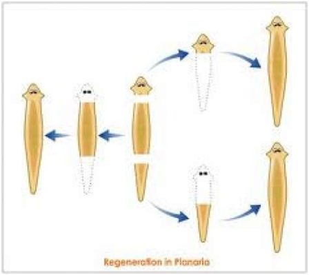  Luffa: A Curious Case of Flatworm Regeneration and its Love for Fresh Carrion!