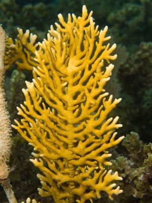  Millepora! Mộtっていて  sinh vật biển kỳ lạ với khung xương đá và những tentacle chết người