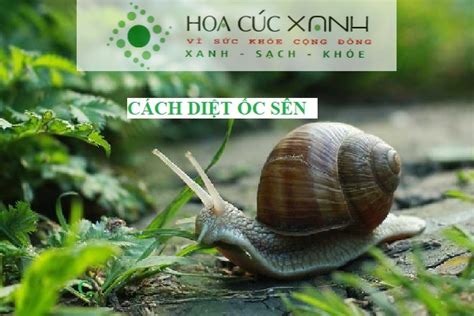  Ốc Sên - Có Vỏ Xoắn Và Luôn Tìm Kiếm Mồi!