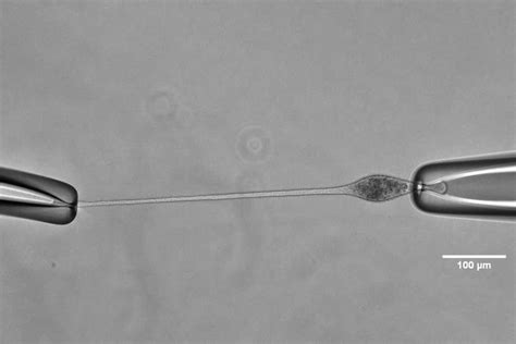  Peranema: Uncovering the Secrets of This Fascinating Single-celled Predator and Its Incredible Feeding Mechanisms!