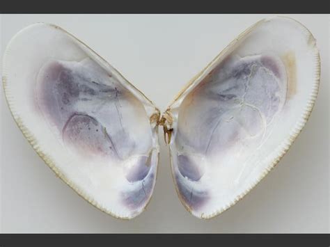  Petricolina!  Unearthing the Secrets of this Curious Bivalve with its Striking Shell Pattern