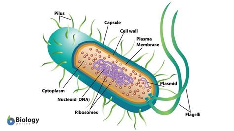  Proteomyxa - Loài sinh vật đơn bào đáng kinh ngạc với khả năng di chuyển độc đáo và sự thích nghi phi thường!