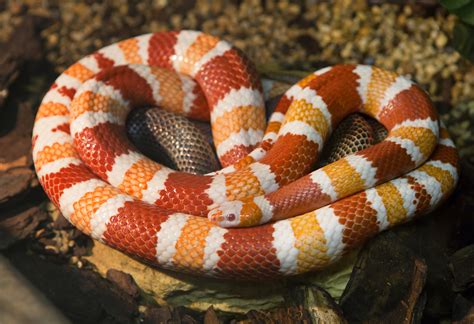  Rắn Milksnake - Một Con Rắn Không Độc Hay Là Vua Của Sự Lừa Dối Trong Thế Giới Động Vật?