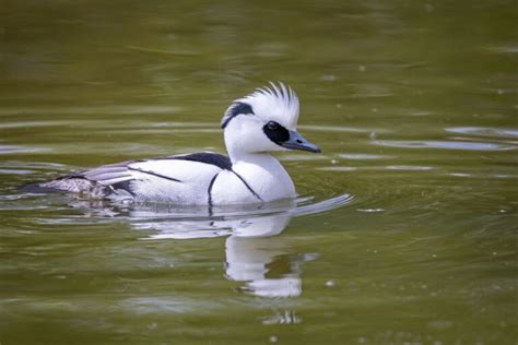  Smew: Một Chim Bơi Lội Khéo Léo Và Có Bộ lông Mạ Vàng