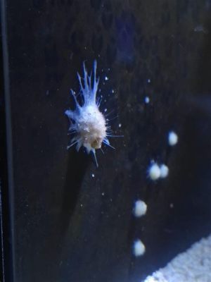  Troglotrema Salinae: This Tiny Parasite Might Just Be Lurking in Your Saltwater Fish!