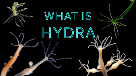  Ulcerated Hydra: An Aquatic Marvel Exhibiting Remarkable Regenerative Capabilities!