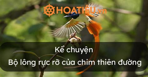  Ưng Hoàng - Chim Cảnh Rực Rỡ Với Bộ Lông Ngời Sáng Như Vàng