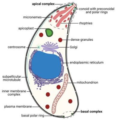  Uranium Sporozoan: Unraveling the Mysteries of This Tiny But Powerful Parasite!