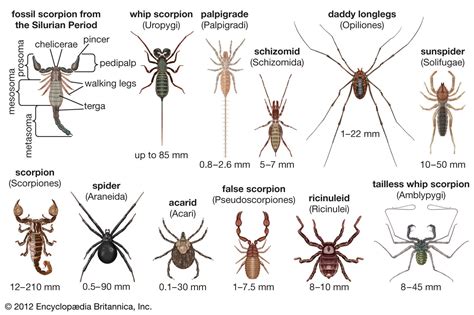  Uropygi:  With an Ancient Lineage and Armored Skin, Can This Arachnid Conquer Your Fear of Bugs?