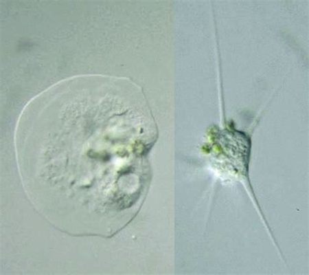  Vannella: Một Protist Biến Hình Khả Quan Với Bộ Lọc Tự Nhiên và Sự Di Chuyển Quanh Co!