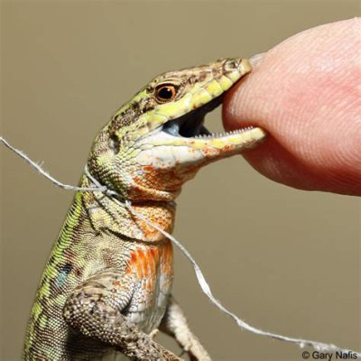  Wall Lizard: Một con thằn lằn nhỏ bé với những bản năng săn mồi kỳ lạ!