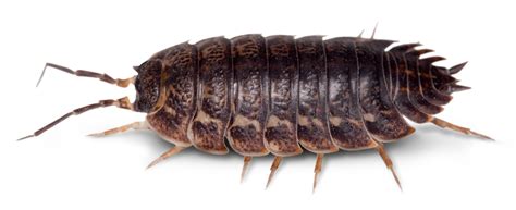  Woodlouse! An Unexpected Tiny Armoured Tank Roaming Your Backyard