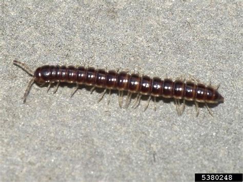  Worms: Curious Creatures That Crawl Under Rocks!