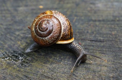  Xanthochroa! A Tiny Snail with Shell-Shocking Beauty and Slime Trail Secrets