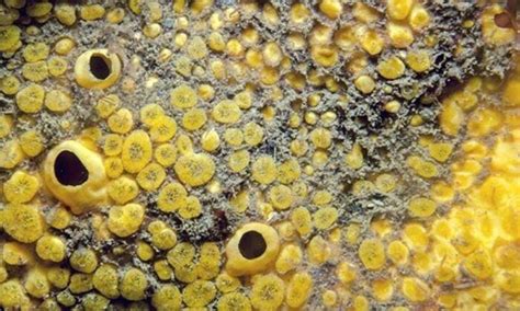  Yellow Boring Sponge: A Master of Camouflage With the Most Humble Lifestyle!