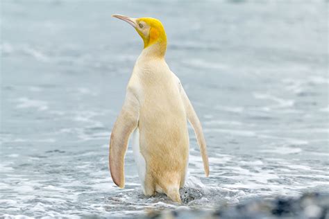  Yellow-Eyed Penguin –  A Bird That Knows How to Wear Sunglasses and Embrace Antarctic Adventures!