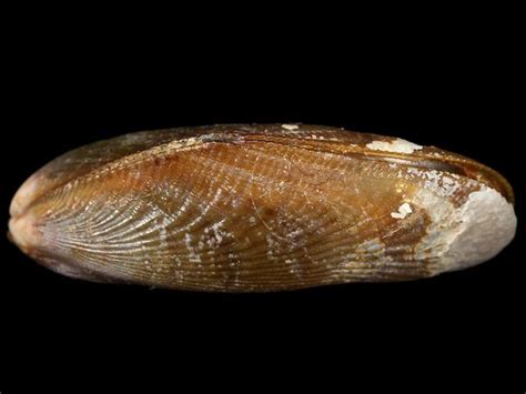  Yellow Mussel: Bivalve Delight Hiding in Plain Sight?