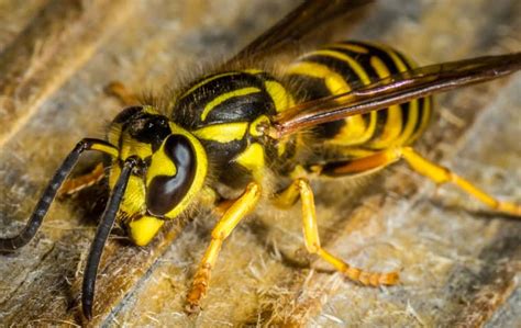  Yellowjacket! These Stinging Social Insects Are More Than Just Buzzkills