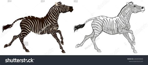  Zebra:  A Striped Wonder That Gallops With Fierce Independence and Enigmatic Social Bonds 